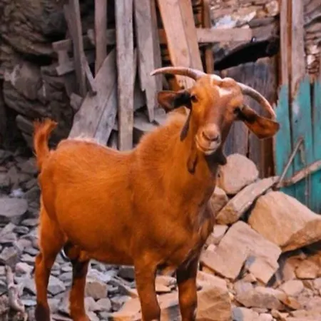 Doktor'un Evi Deluxe Boutique 2*